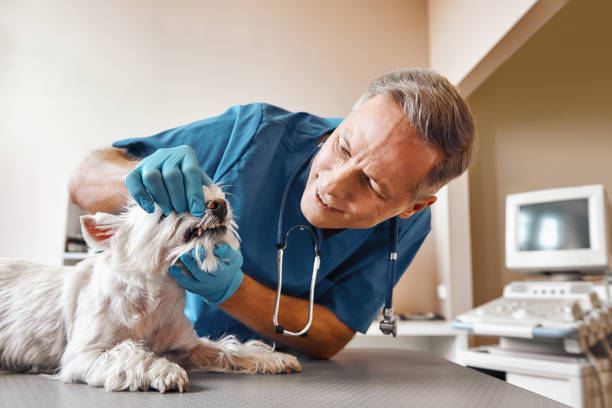 Best Weekend Emergency Dentist in Cutchogue, NY
